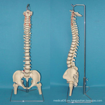 Modelo vertebral de la anatomía del esqueleto de la vértebra espinal humana para la enseñanza médica (R020711)